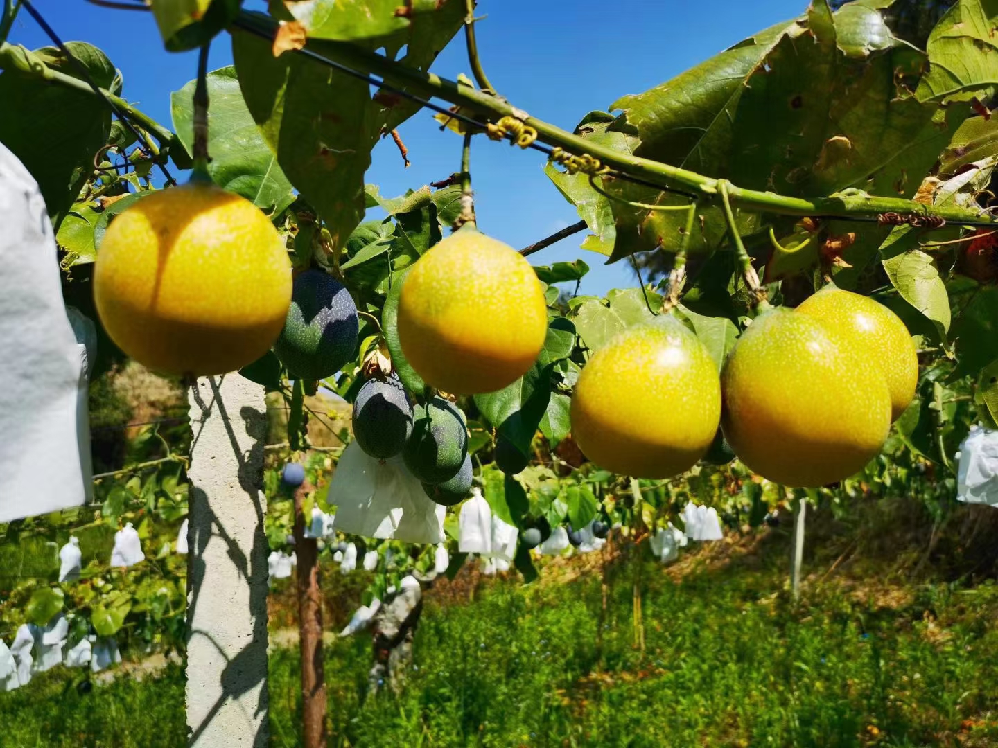 手持一颗成熟的黄金百香果贴近鼻尖闻气味的场景