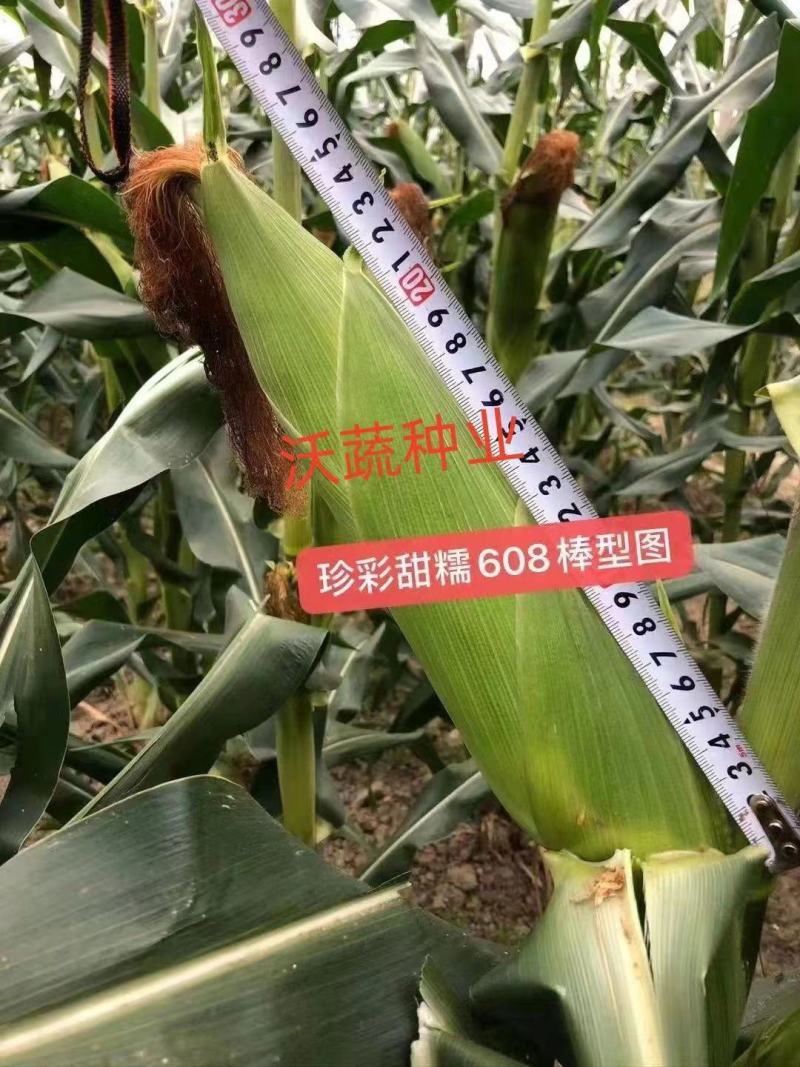 珍彩甜糯608玉米种子矮杆大棒高产抗病超甜鲜食杂交大田玉