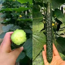夏邑密刺黄瓜大棚鲜黄瓜大量上市，欢迎新老客户前来订购
