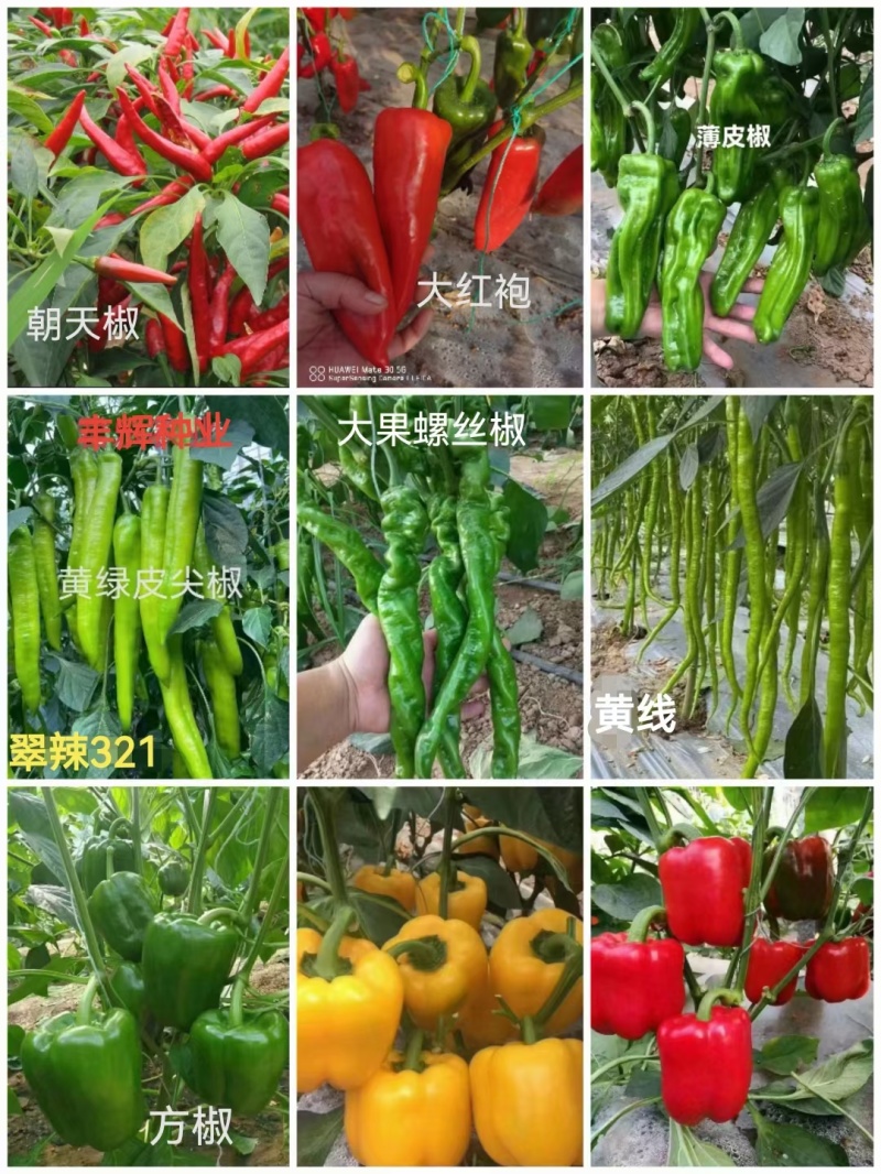 大果螺丝椒苗熟性早产量高抗病强各种辣椒苗苗厂直发