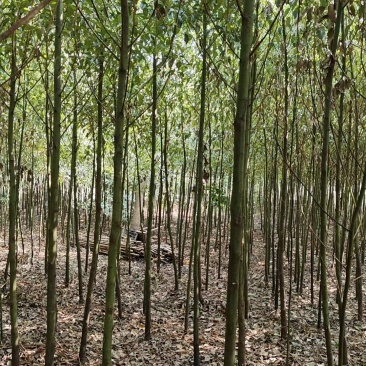 香樟