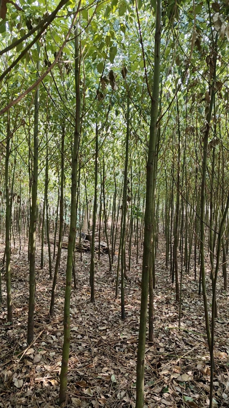香樟