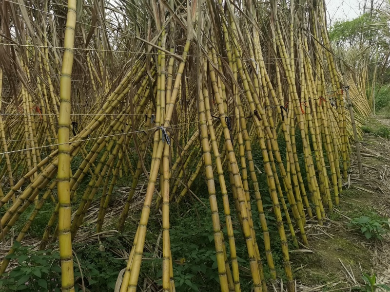 新鲜湖北甘蔗，甜蜜多汁，当地直供，健康美味！