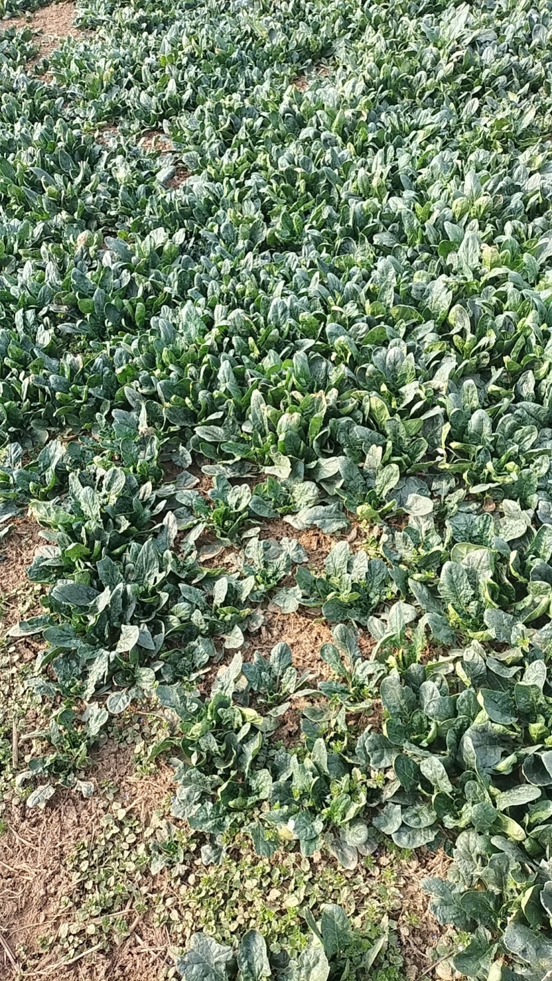 大量露天菠菜上市