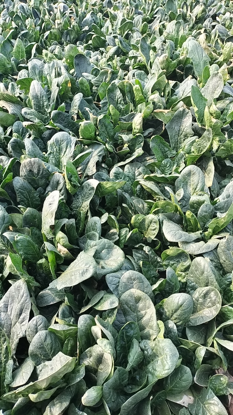 大量露天菠菜上市