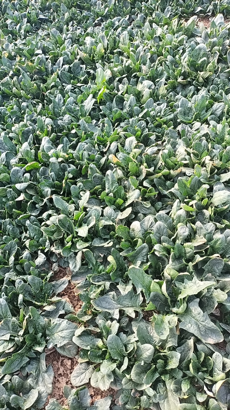 大量露天菠菜上市