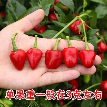 草莓椒辣椒种子蔬菜种子单生鸡心红朝天椒种籽辣味强干鲜两用