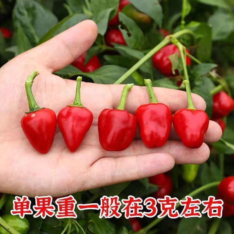 草莓椒辣椒种子蔬菜种子单生鸡心红朝天椒种籽辣味强干鲜两用