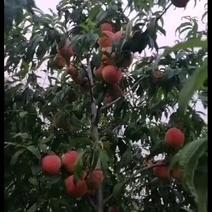 各种品种桃树