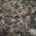 毛肚碎叶子