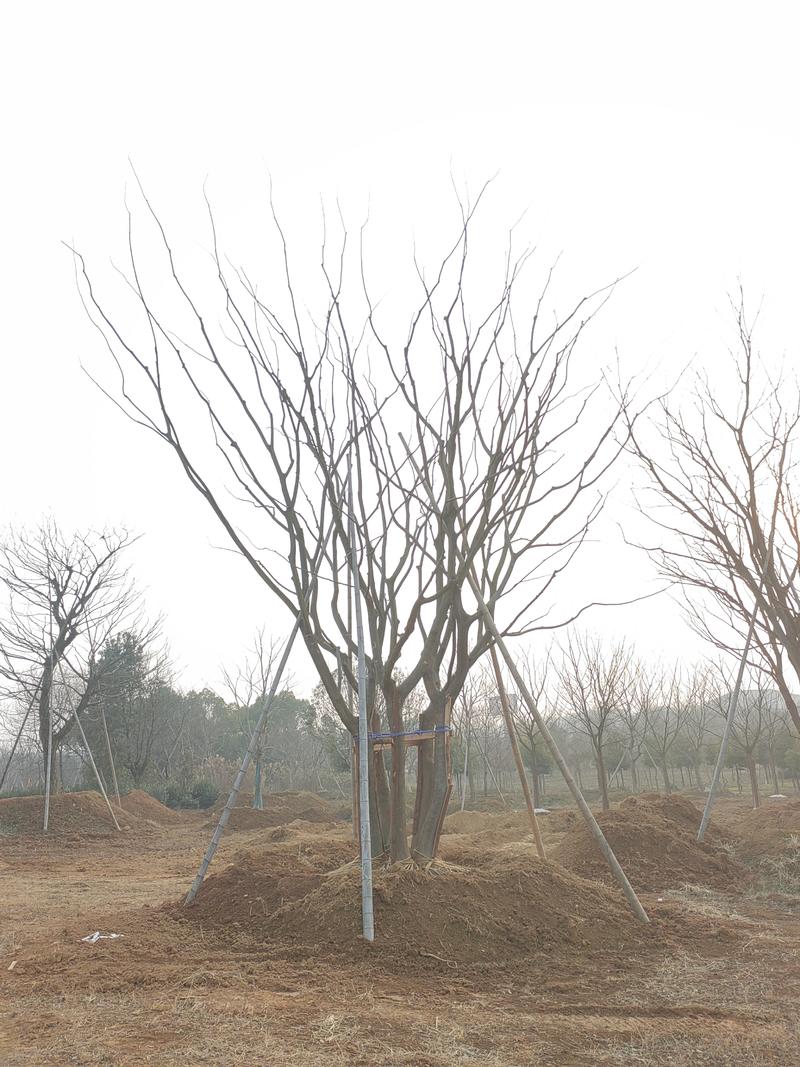 安徽优质丛生朴树，成活率高，百亩种植基地，欢迎选购