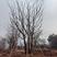 安徽优质丛生朴树，成活率高，百亩种植基地，欢迎选购
