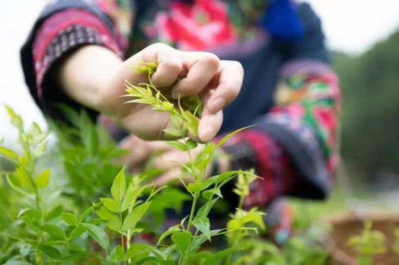 正宗湘西霉茶，古法手工制作，细如银丝，白霜满披，可以批发