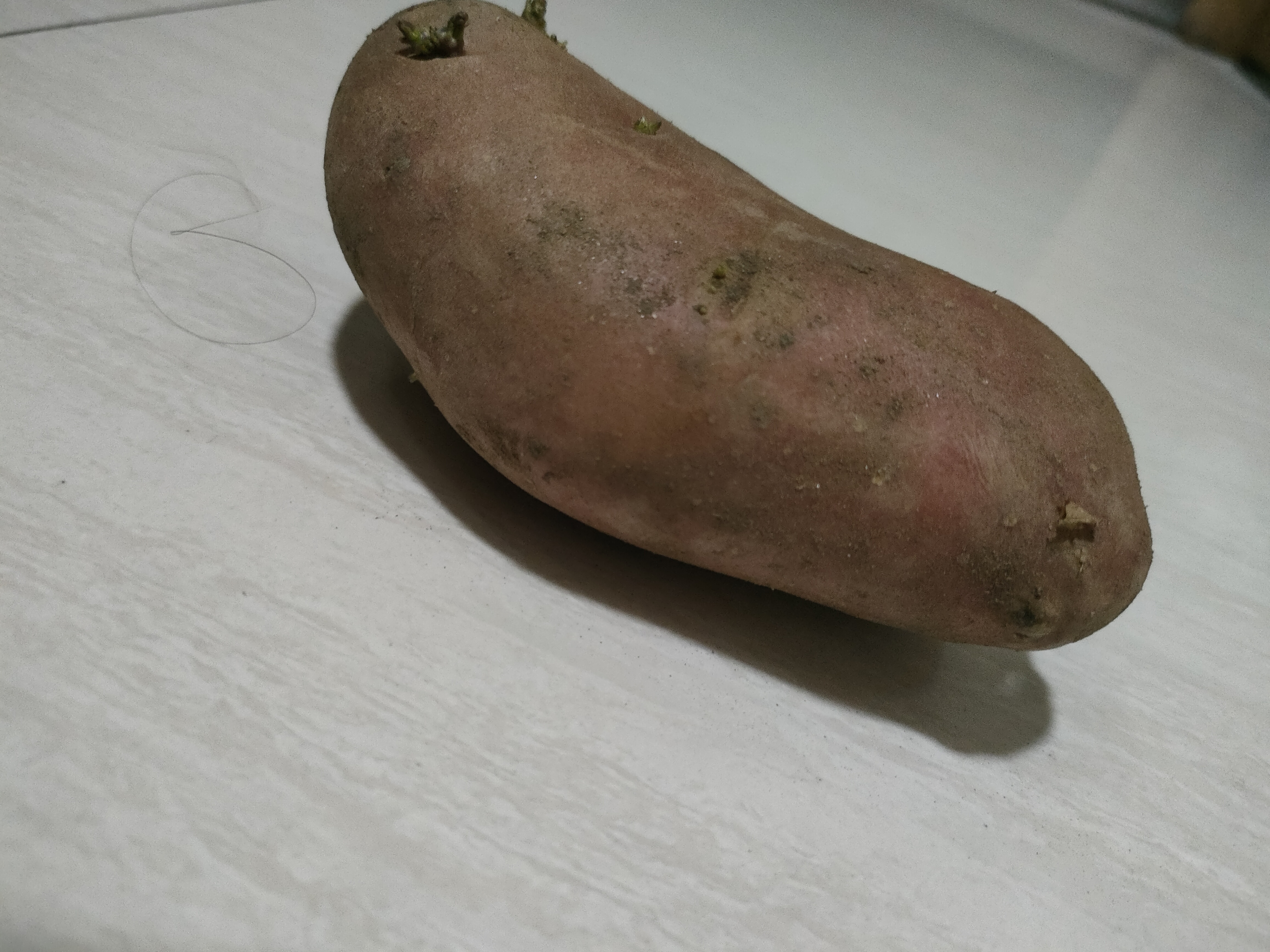 高清展示博诺特土豆的表皮光滑、形状均匀的特写照片 博诺特土豆特写展示