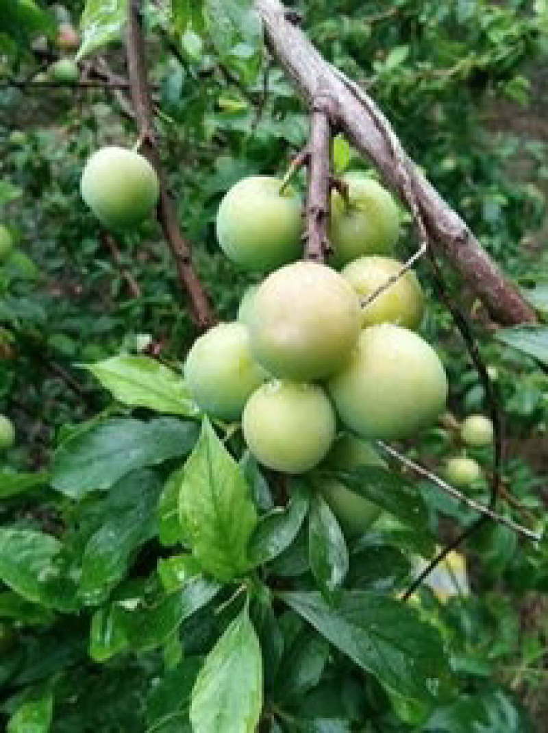 三月李