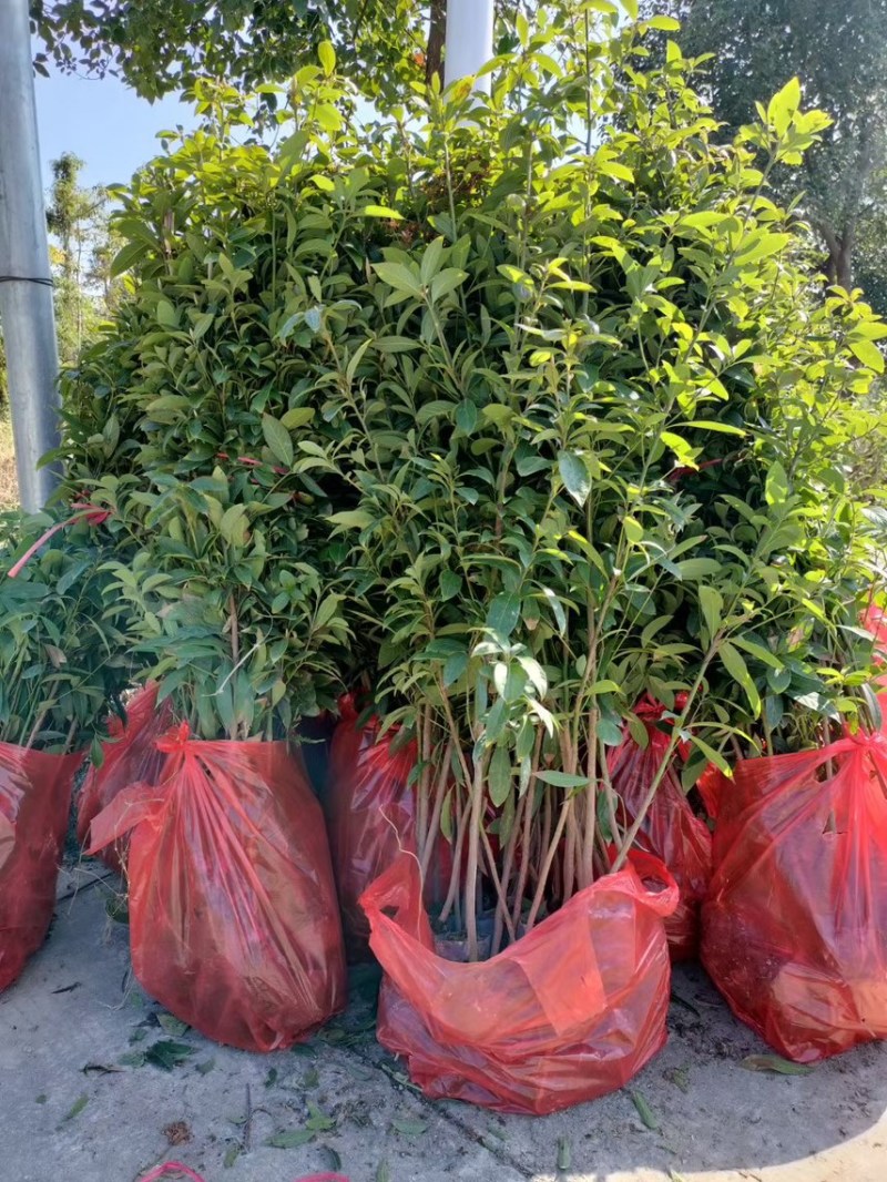 金丝楠木（小叶桢楠）原生胶袋小苗，3公分-20公分移植苗