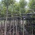 金丝楠木（小叶桢楠）原生胶袋小苗，3公分-20公分移植苗