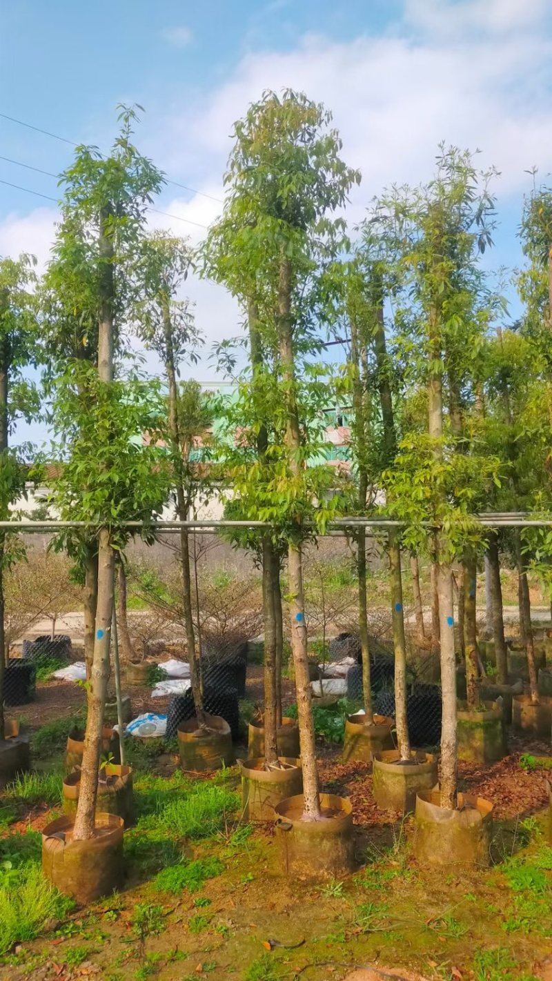 金丝楠木（小叶桢楠）原生胶袋小苗，3公分-20公分移植苗