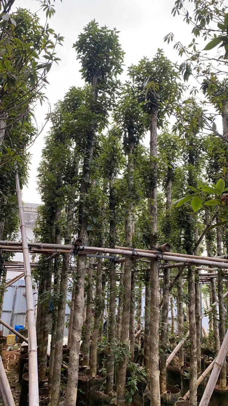 金丝楠木（小叶桢楠）原生胶袋小苗，3公分-20公分移植苗
