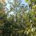 金丝楠木（小叶桢楠）原生胶袋小苗，3公分-20公分移植苗