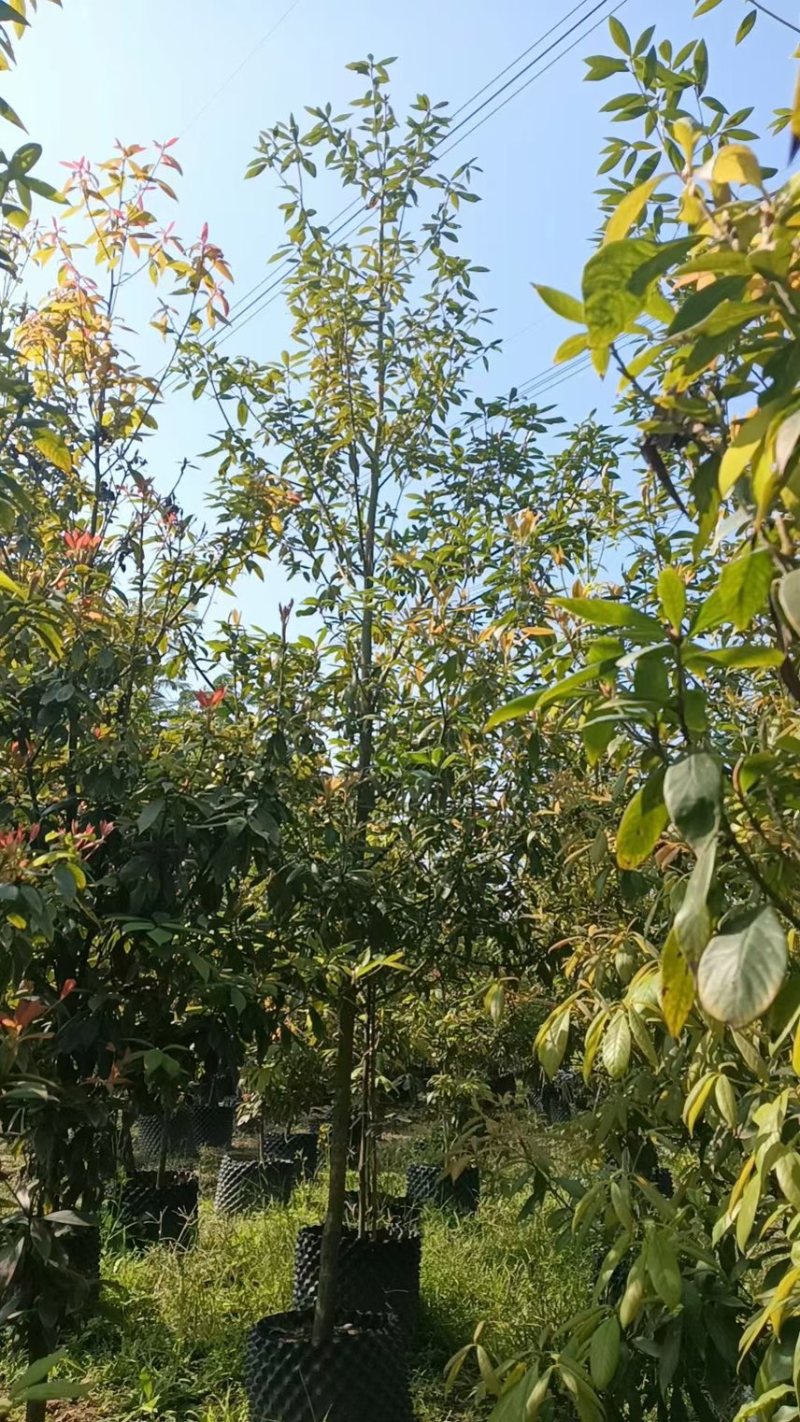 金丝楠木（小叶桢楠）原生胶袋小苗，3公分-20公分移植苗