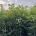 金丝楠木（小叶桢楠）原生胶袋小苗，3公分-20公分移植苗