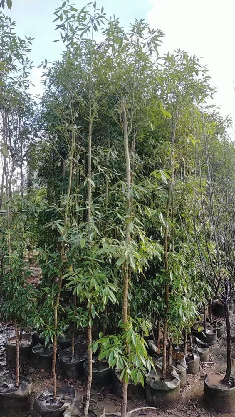 金丝楠木（小叶桢楠）原生胶袋小苗，3公分-20公分移植苗