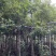 金丝楠木（小叶桢楠）原生胶袋小苗，3公分-20公分移植苗