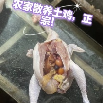 湘西农家散养土鸡，肉质鲜美紧实，老人小孩孕妇食用营养丰富