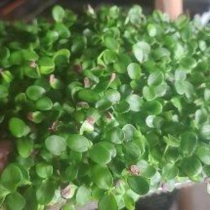 香椿芽苗菜，质量包您满意，现已大量上市，欢迎前来咨询