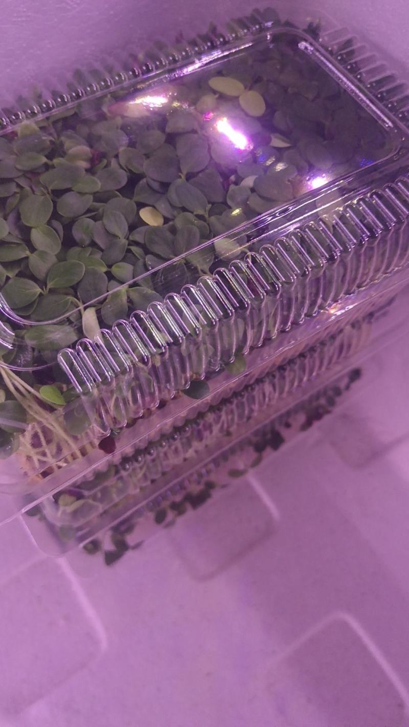 香椿芽苗菜，质量包您满意，现已大量上市，欢迎前来咨询