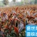 好山好水好茶园，静待贵客来采摘，招代理商