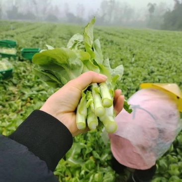 精品白菜苔，菜苔，产地直发，保质保量，看货论价，欢迎选购