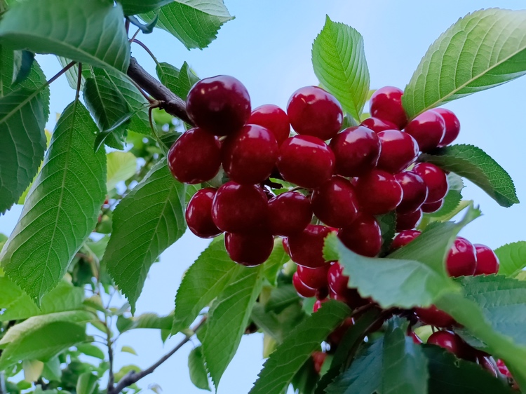 新鲜红润的樱桃果实,排列在绿叶之间 樱桃果实特写