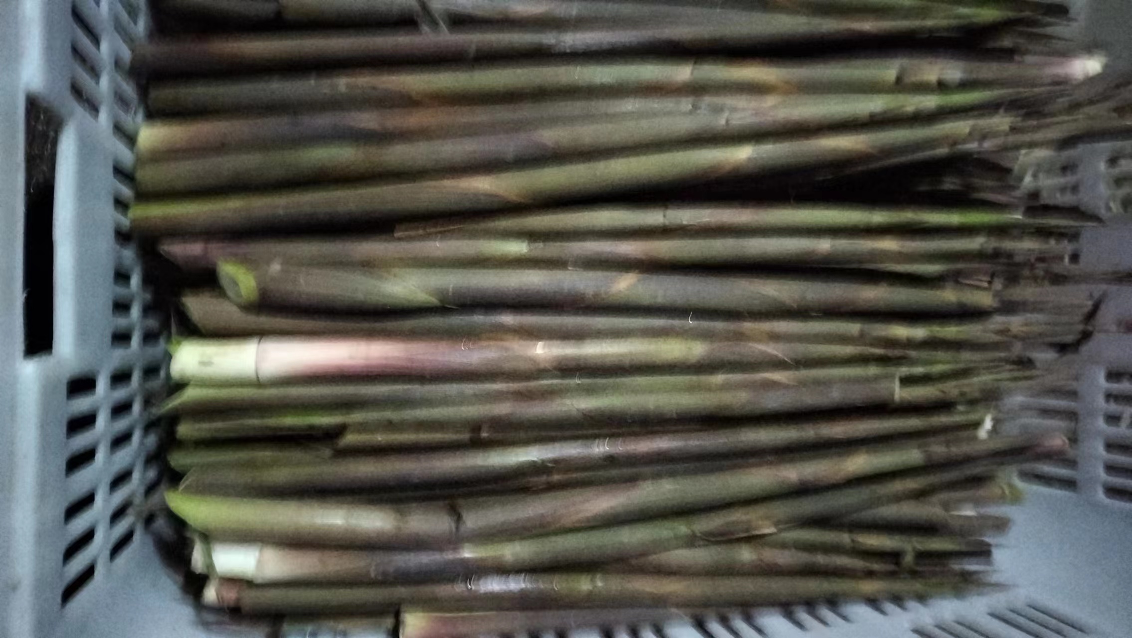 竹笋烹饪前后对比图