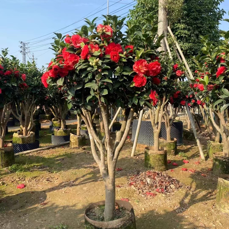 四季茶花，高度50-200，各规格齐全，有需要可以联系
