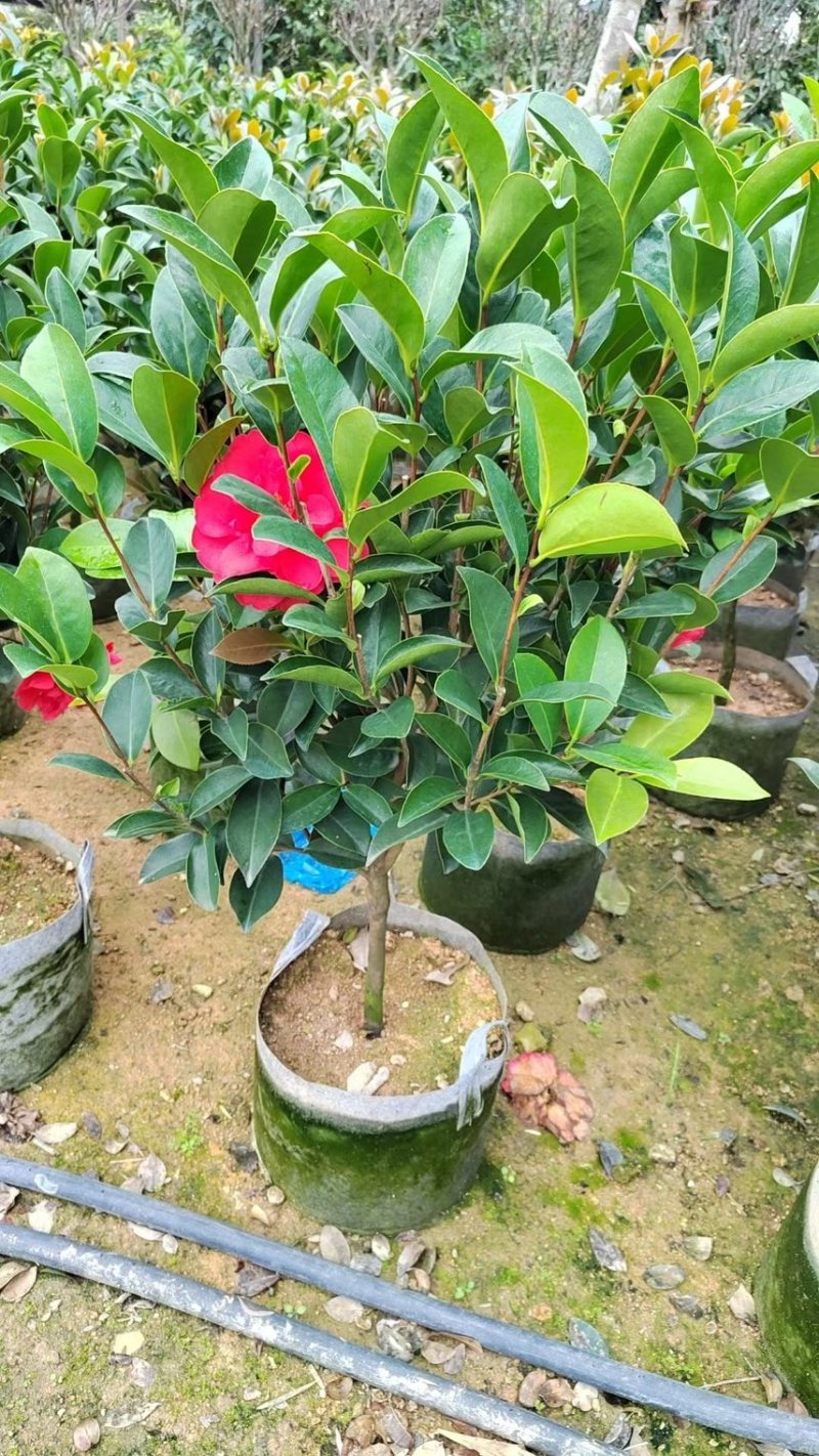 四季茶花，高度50-200，各规格齐全，有需要可以联系