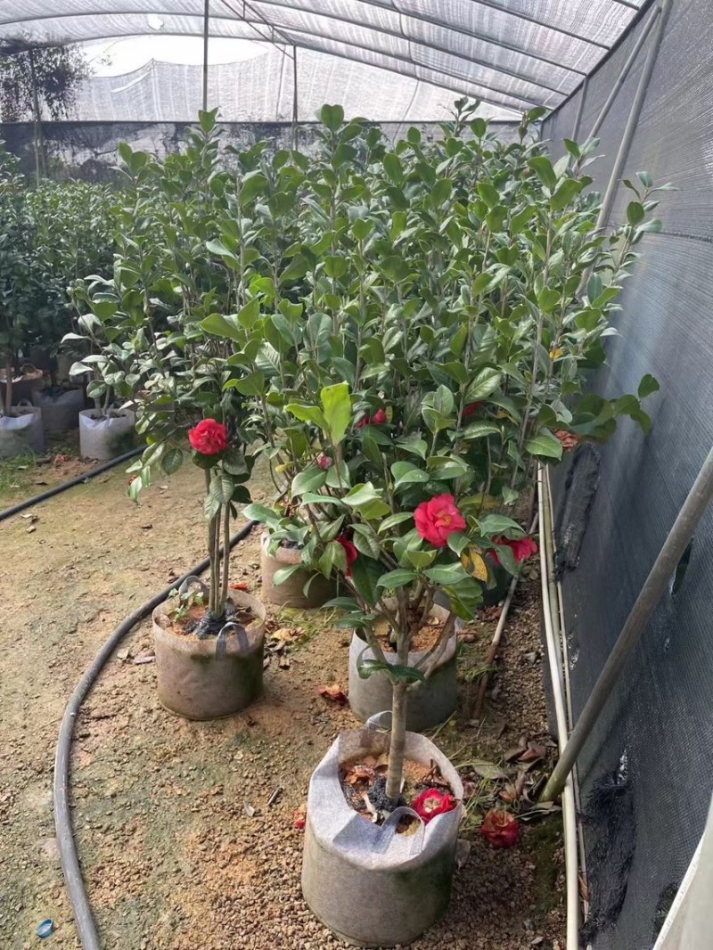 四季茶花，高度50-200，各规格齐全，有需要可以联系
