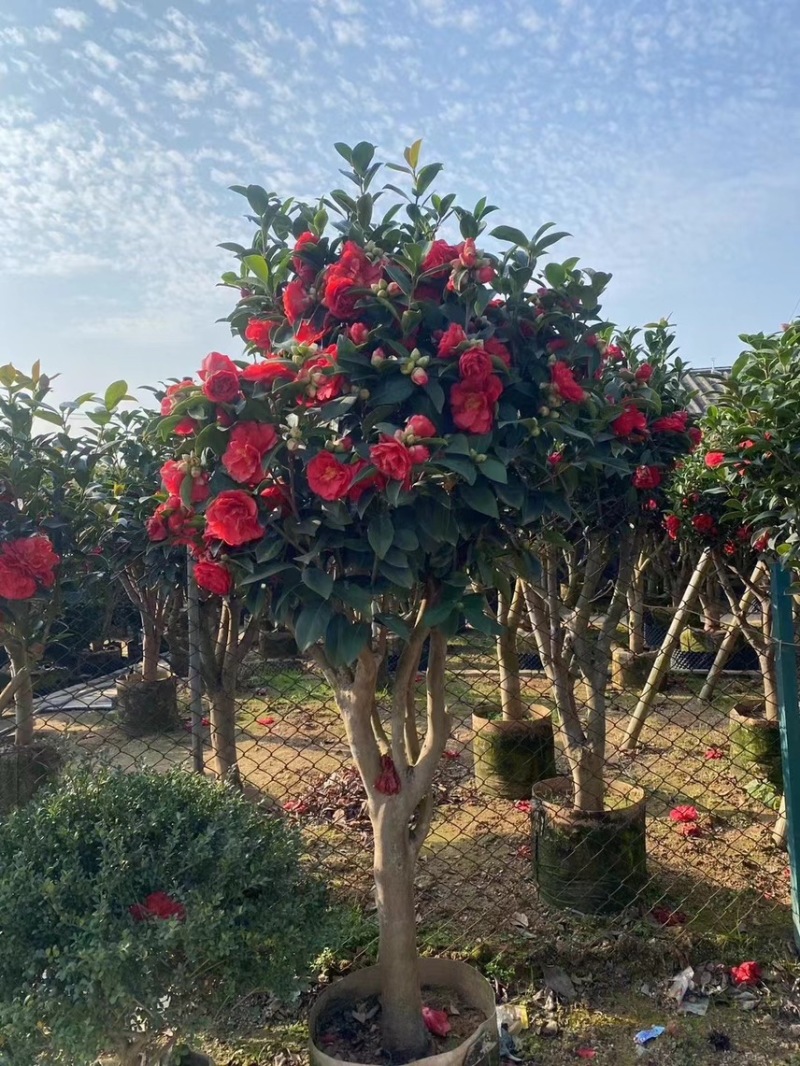 四季茶花，高度50-200，各规格齐全，有需要可以联系
