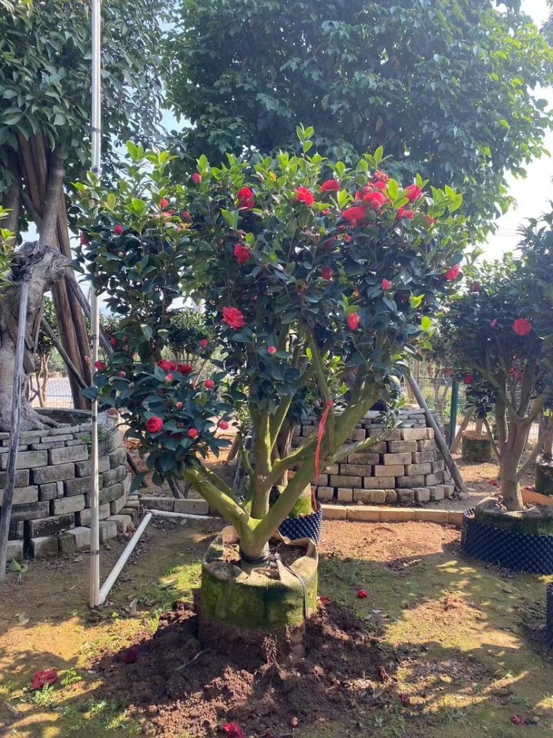 四季茶花，高度50-200，各规格齐全，有需要可以联系
