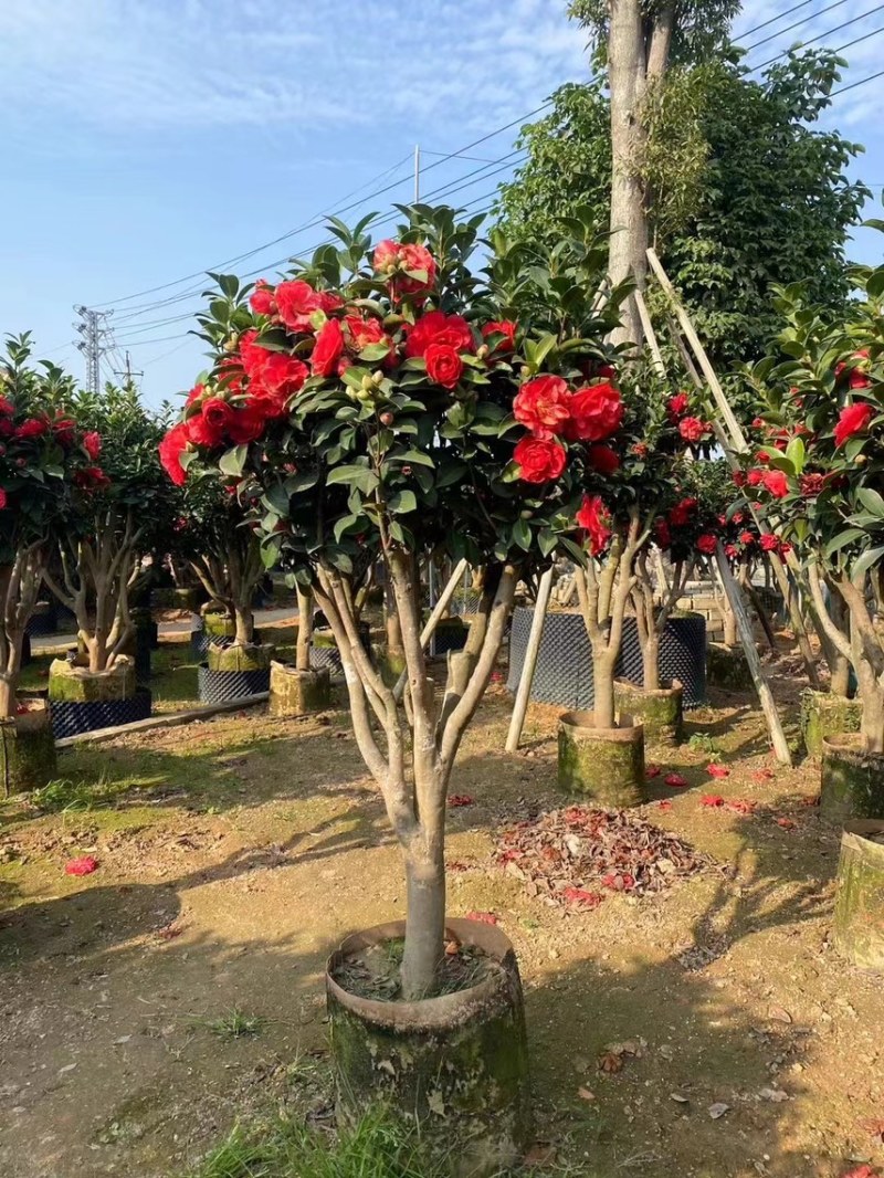 四季茶花，高度50-200，各规格齐全，有需要可以联系