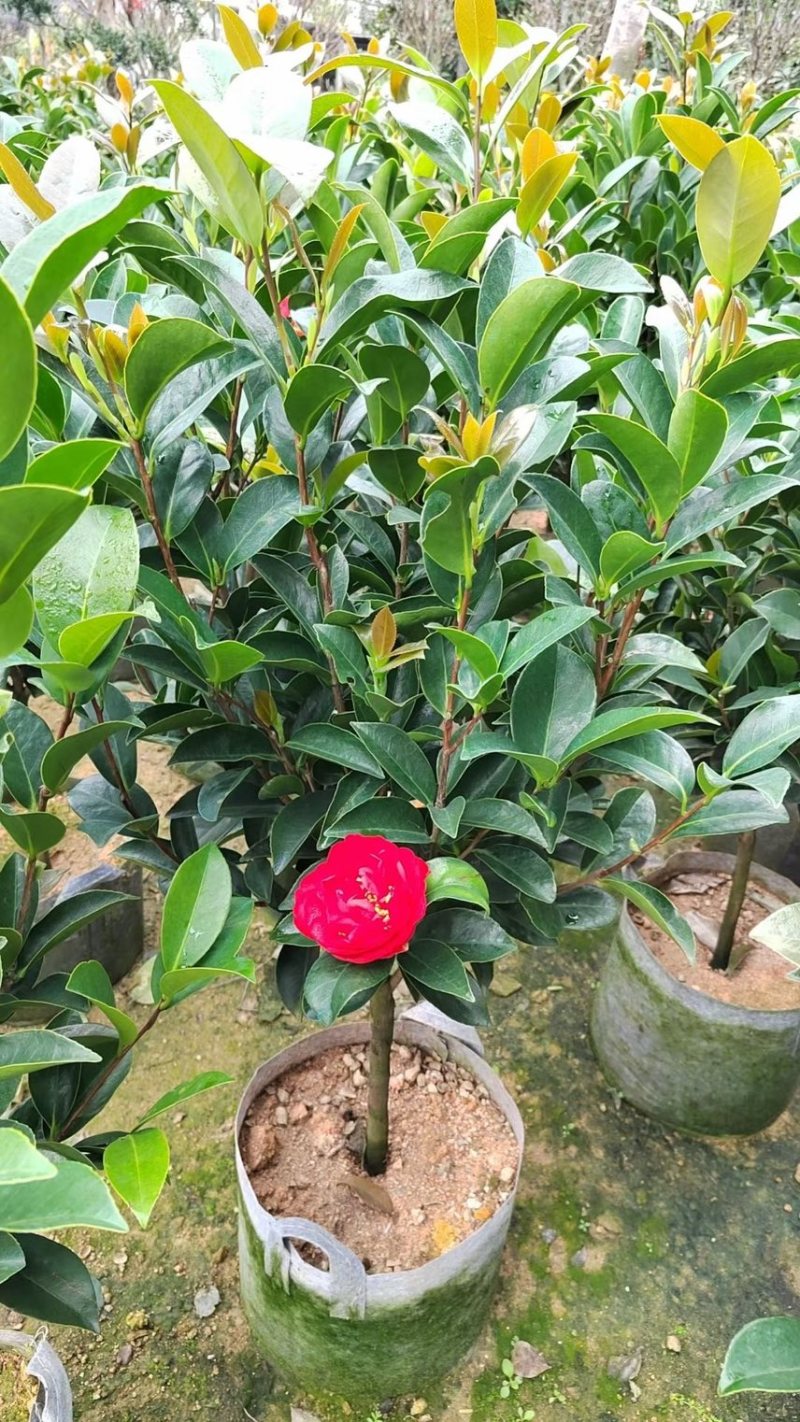 四季茶花，高度50-200，各规格齐全，有需要可以联系