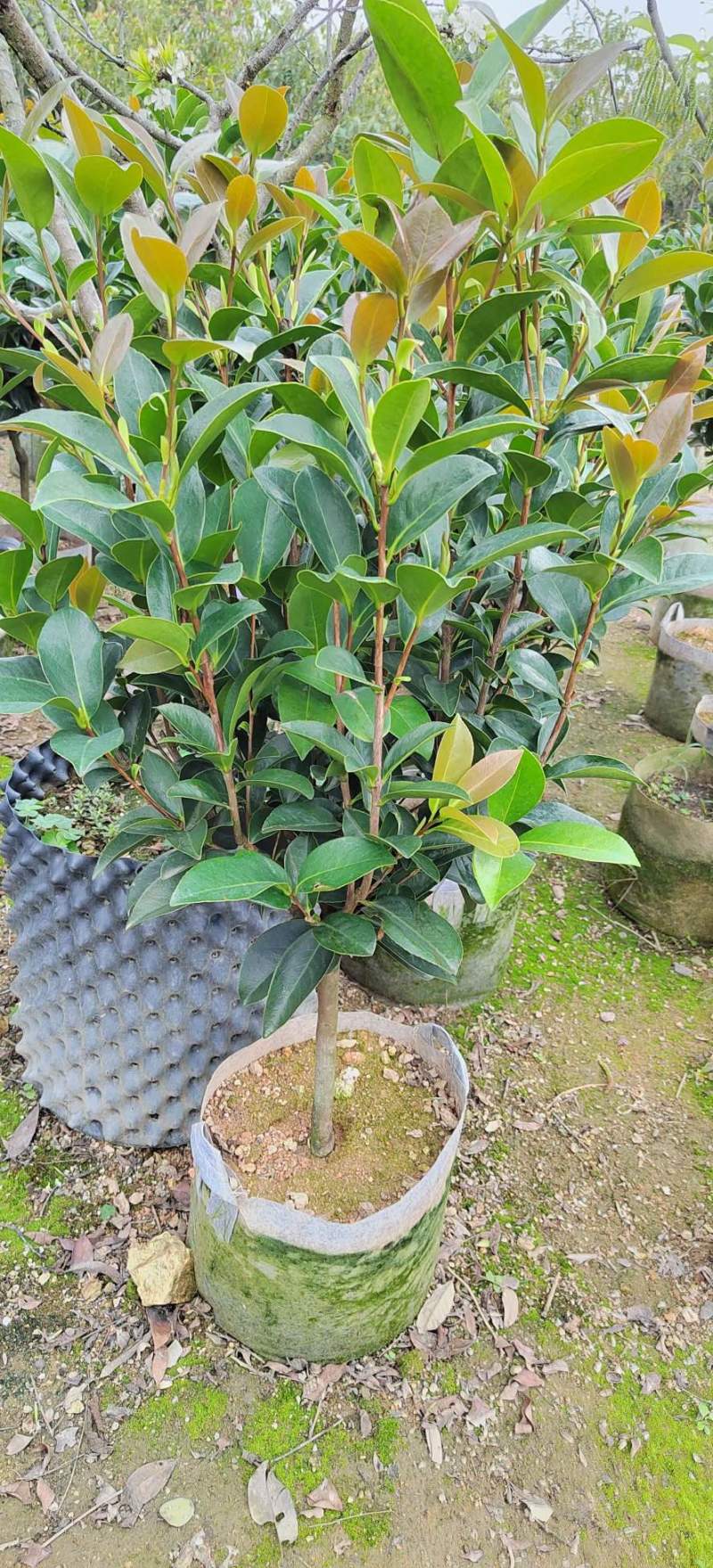 四季茶花，高度50-200，各规格齐全，有需要可以联系