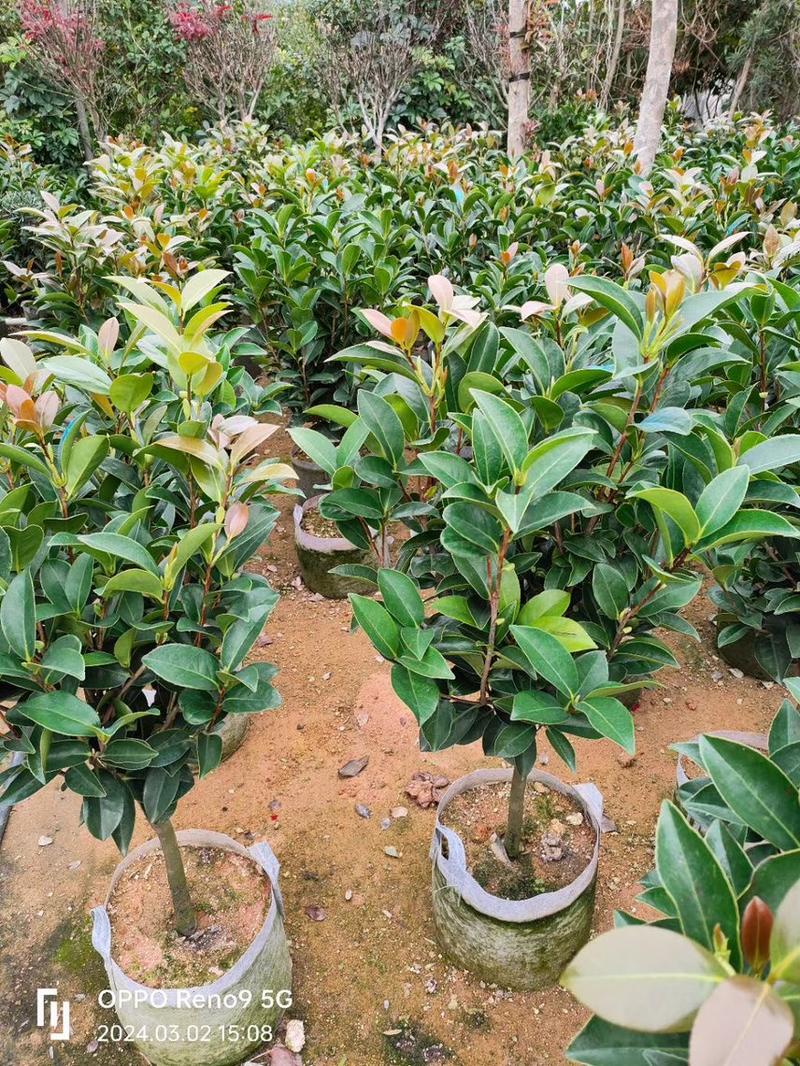 四季茶花，高度50-200，各规格齐全，有需要可以联系