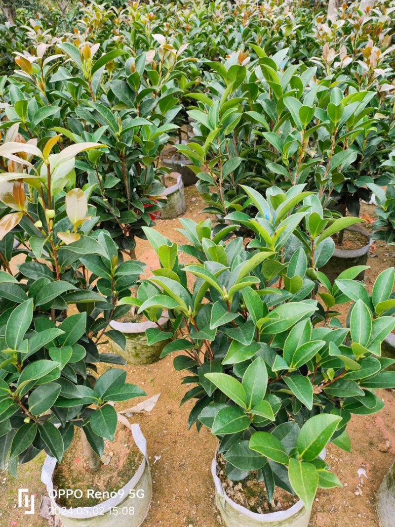 四季茶花，高度50-200，各规格齐全，有需要可以联系