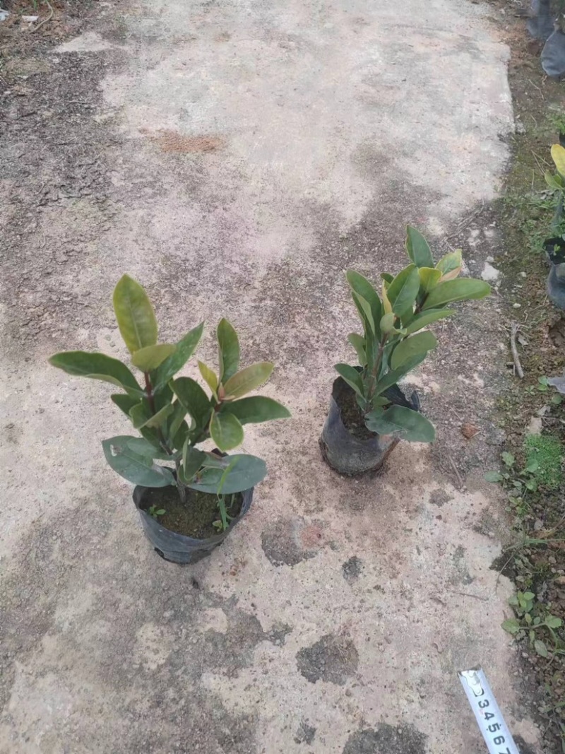 龙船花小袋中袋基地直销质量优质欢迎来电咨询合作