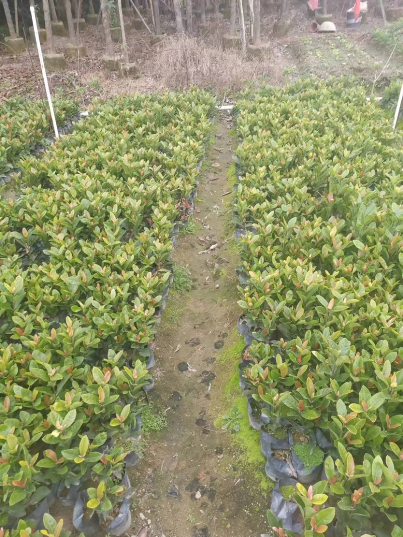 龙船花小袋中袋基地直销质量优质欢迎来电咨询合作