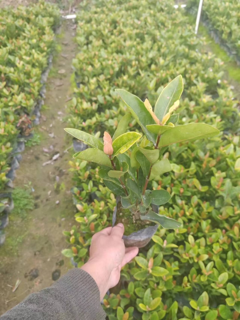 龙船花小袋中袋基地直销质量优质欢迎来电咨询合作