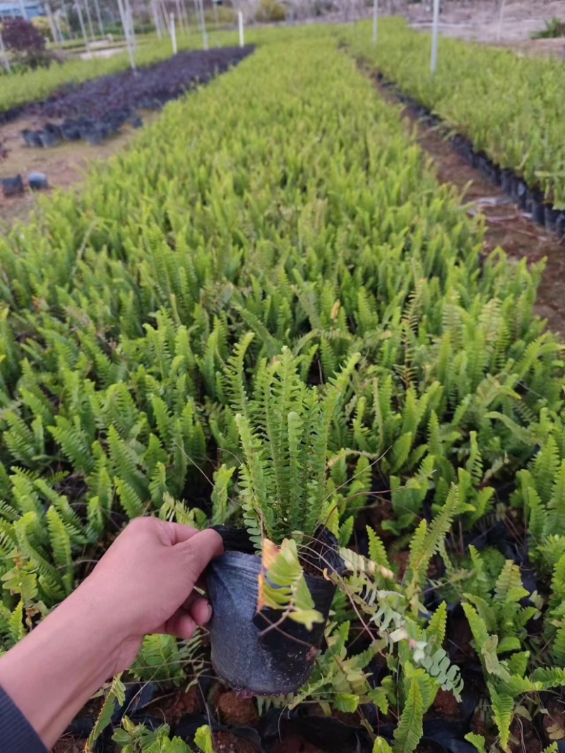 肾蕨小杯中杯基地直销质量优质，欢迎前来咨询合作