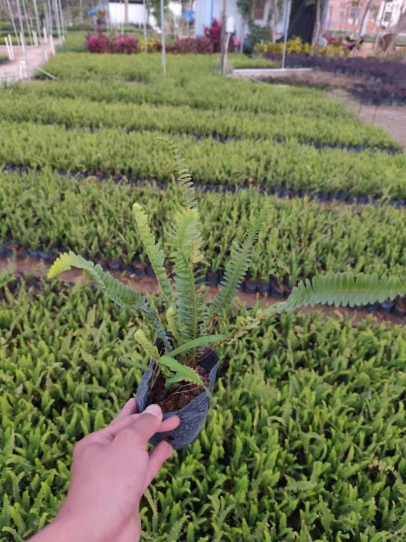 肾蕨小杯中杯基地直销质量优质，欢迎前来咨询合作